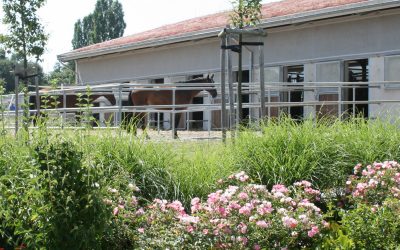 BfH-Urteil trifft Pferdesportvereine