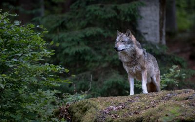 Pferdesport Deutschland begrüßt Aufnahme des Wolfs ins Jagdrecht